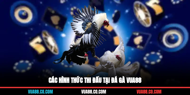 Các hình thức thi đấu tại đá gà VUA88