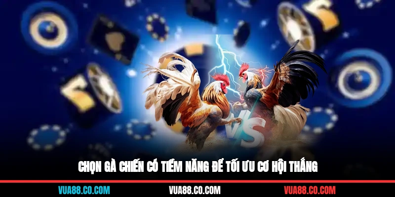 Chọn gà chiến có tiềm năng để tối ưu cơ hội thắng