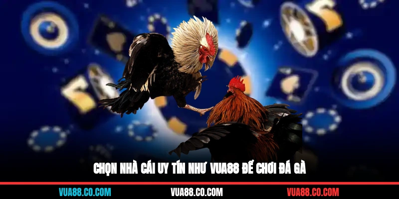 Chọn nhà cái uy tín như Vua88 để chơi đá gà