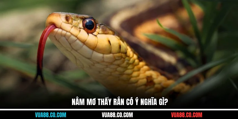 Nằm mơ thấy rắn có ý nghĩa gì?