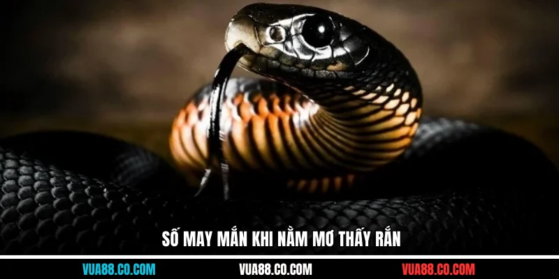 Số may mắn khi nằm mơ thấy rắn