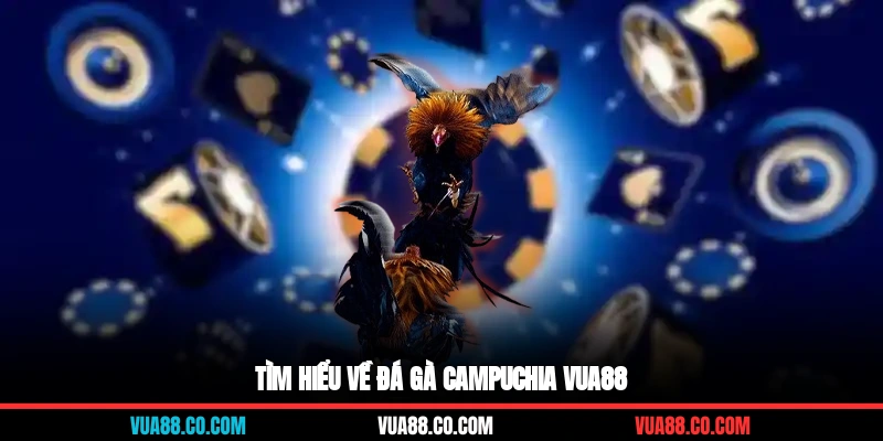 Tìm hiểu về đá gà Campuchia vua88