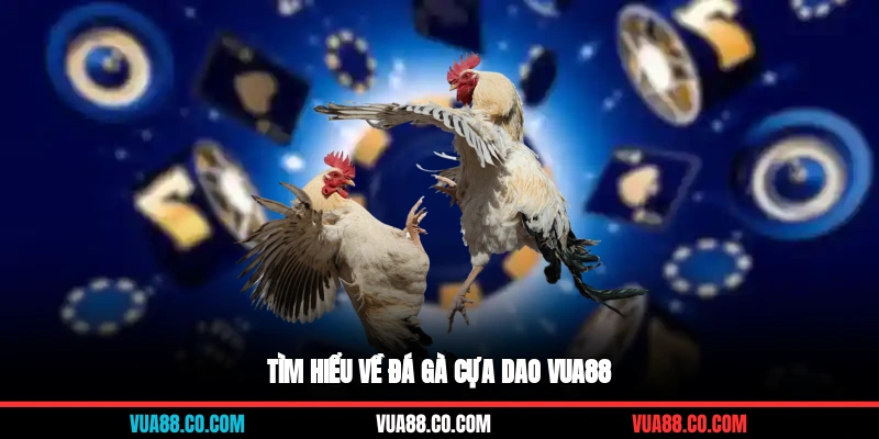 Tìm hiểu về đá gà cựa dao Vua88