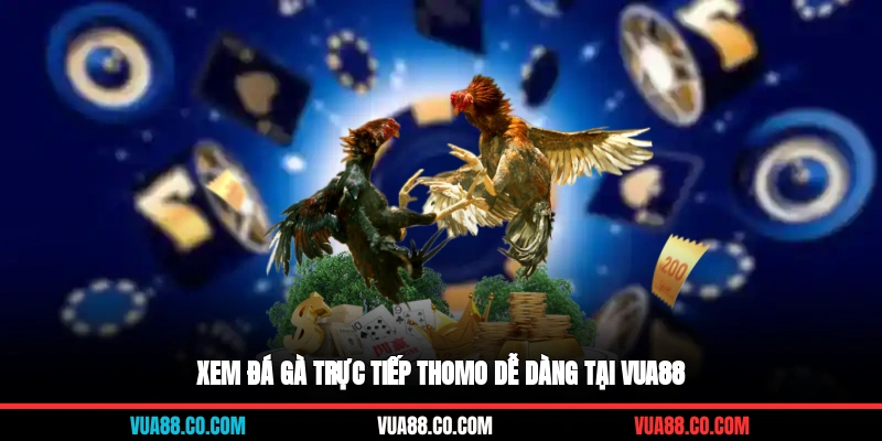 Xem đá gà trực tiếp thomo dễ dàng tại Vua88