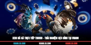 xem đá gà trực tiếp Thomo