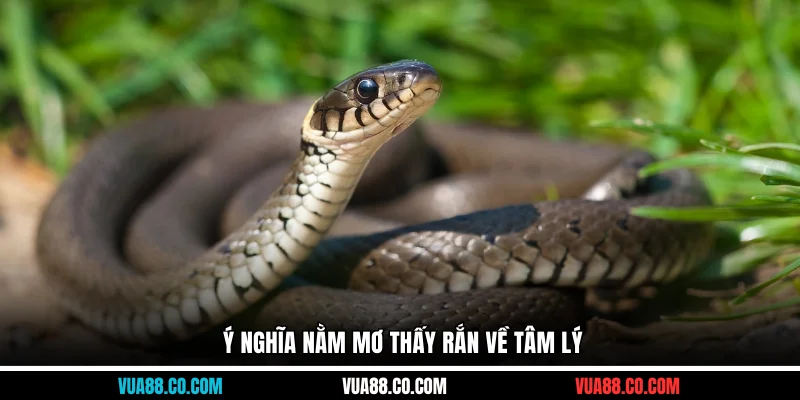 Ý nghĩa nằm mơ thấy rắn về tâm lý